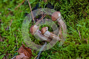 a group of mushrooms growing on a mossy surface in the woods