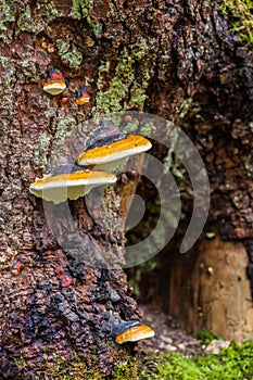 a group of mushrooms growing on a tree stump in the forest with ferns and moss growing on the tree stump
