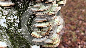 A group of mushrooms growing on a tree trunk