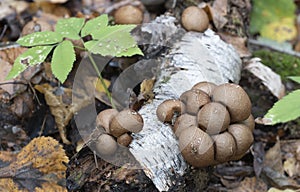 Group of mushrooms growing on a tree trunk in the autumn forest