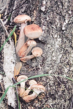 Group of mushrooms Kuehneromyces mutabilis on a tree stump in the forest