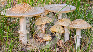 Group of mushrooms - likely or similar to Fly Agaric Amanita muscaria - in Governor Knowles State Forest in Northern Wisconsin photo
