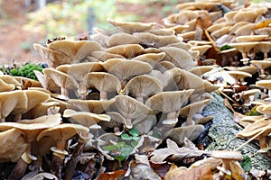 Group of mushrooms - mycology photo