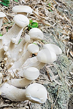 Group of Mushrooms in naturally photo