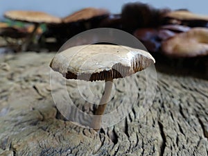 Group of mushrooms near a tree stump