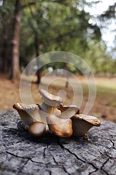 Group of mushrooms over a wooden trunk