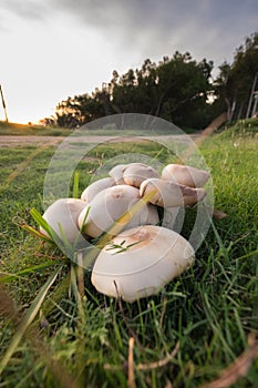 A group of mushrooms are sitting on the grass in a field photo