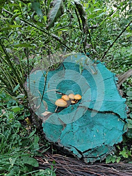 A group of mushrooms sprouted on a blue-colored stump . photo