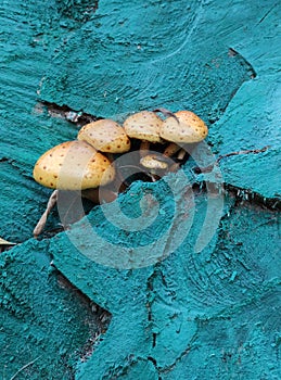 A group of mushrooms sprouted on a blue-colored stump . photo