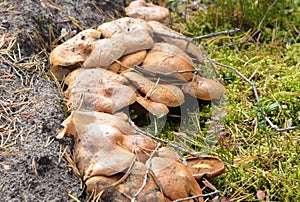 Group of mushrooms Suillus bovinus