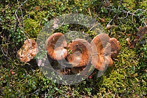 Group of mushrooms Suillus bovinus