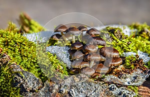 Group of mushrooms on a tree trunk with green moss and snow around them macro shot - mushrooms closeup - ciuperci