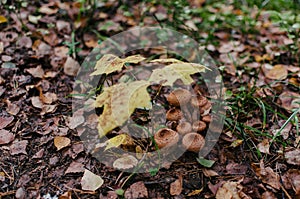 A group of mushrooms under little maple tree