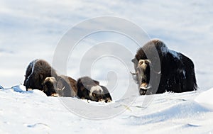 Group of Musk Ox in Dovrefjell mountains in winter