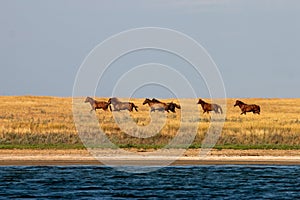A group of mustangs rides in the steppe along the river in southern Russia