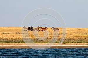 A group of mustangs rides in the steppe along the river in southern Russia