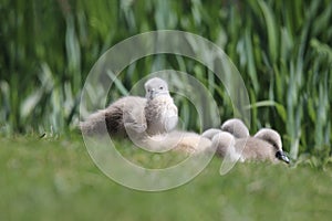 A group of Mute Swan Cygnets in a swan nest