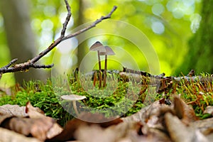 A group of Mycena stipata mushrooms in forest