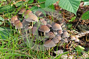 A group of Mycena stipata mushrooms in forest