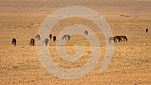 Group of Namib desert wild horses, Aus, Namibia.