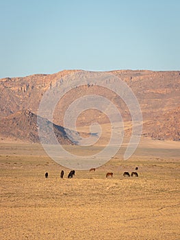 Group of Namib desert wild horses in a beautiful landscape, Aus, Namibia.