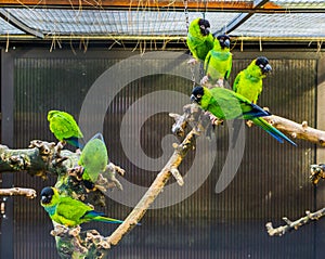 Group of Nanday parakeets sitting on branch together in the aviary, popular tropical pets from America
