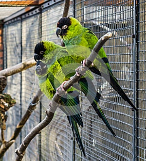 Group of nanday parakeets sitting close together on a branch in the aviary, Colorful and tropical birds from America