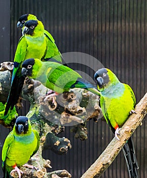 Group of Nanday parakeets together in the aviary, Popular pets from America, Tropical and colorful small parrots