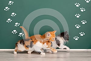 Group of naughty kittens running for a break past the chalkboard, or even across the chalkboard
