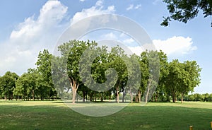 Group of neem trees, green lawn and dramatic sky background a