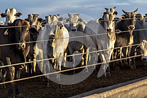 A group of nellore cattle in confinement