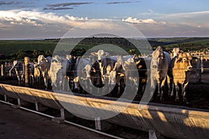 A group of nellore cattle in confinement