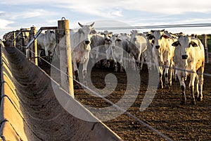 A group of nellore cattle in confinement