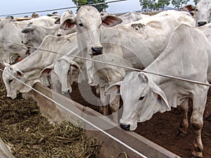 A group of Nelore cattle herded in confinement in a cattle farm