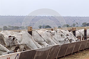 A group of Nelore cattle herded in confinement in a cattle farm