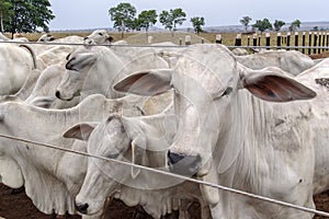 A group of Nelore cattle herded in confinement in a cattle farm