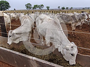 A group of Nelore cattle herded in confinement in a cattle farm