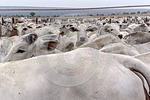 A group of Nelore cattle herded in confinement in a cattle farm