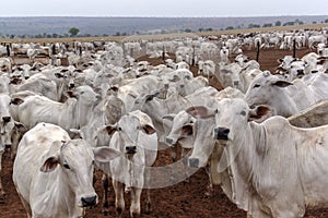 A group of Nelore cattle herded in confinement in a cattle farm