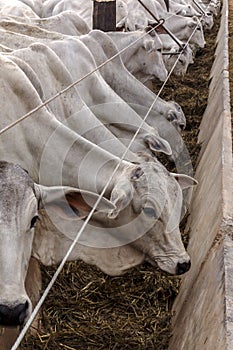 A group of Nelore cattle herded in confinement in a cattle farm