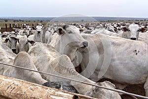 A group of Nelore cattle herded in confinement in a cattle farm in Mato Grosso state