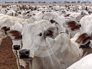 A group of Nelore cattle herded in confinement in a cattle farm in Mato Grosso state