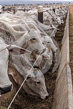 A group of Nelore cattle herded in confinement in a cattle farm in Mato Grosso state