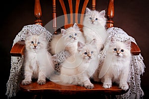 Group of Neva masquerade kittens on brown background