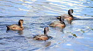 Group of New Zealand Scaup