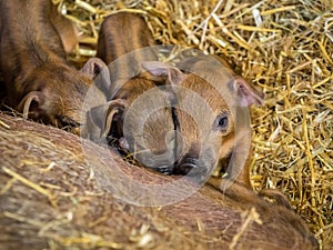 Three hungry newborn piglets