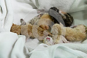 Group of newborn cats