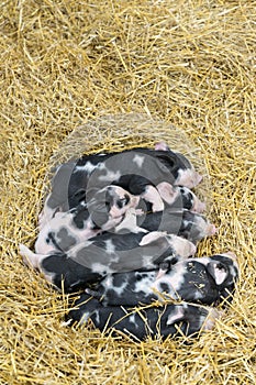Group of newborn piglets in the farm