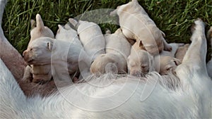 Group of newborn puppies sucking milk from