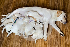 Group of newborn white labrador puppies sucking milk from bitch.